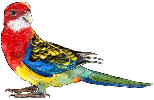 (s098-9-K) Parrot