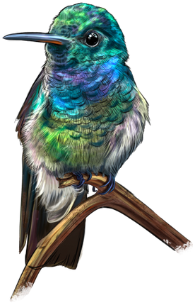 (s098-9-L) Hummingbird