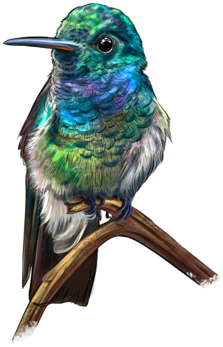 (s098-9-L) Hummingbird