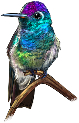(s098-9-M) Hummingbird