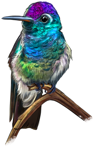 (s098-9-M) Hummingbird