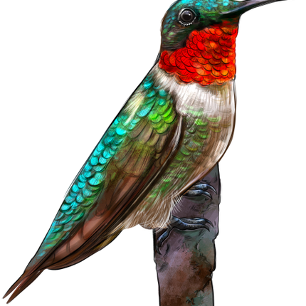 (s098-9-N) Hummingbird