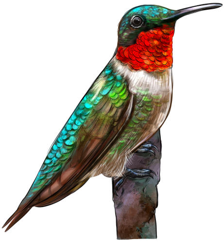 (s098-9-N) Hummingbird