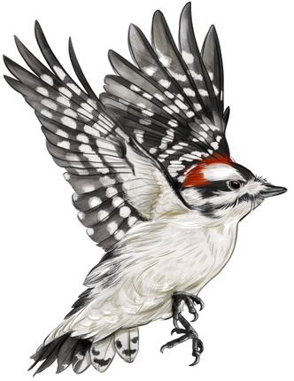 (s098-9-1P) Woodpecker
