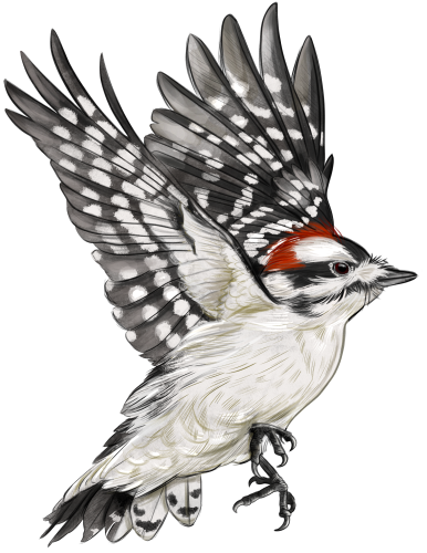 (s098-9-1P) Woodpecker