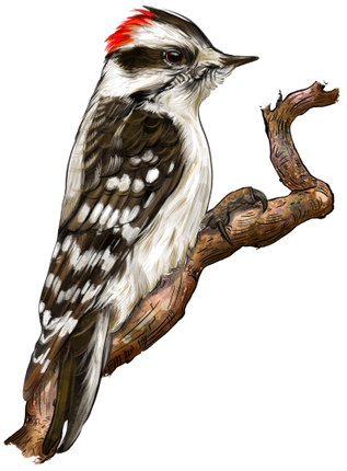 (s098-9-1Q) Woodpecker