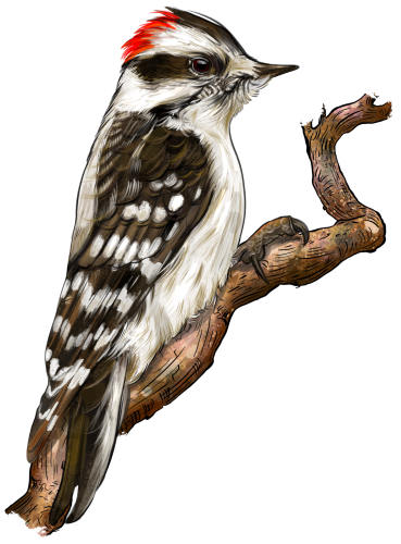(s098-9-1Q) Woodpecker