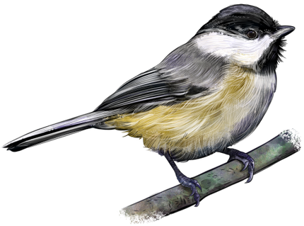 (s098-9-1R) Chickadee