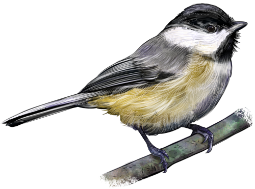 (s098-9-1R) Chickadee