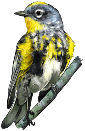 (s098-9-1S) Yellow Rumped Warbler