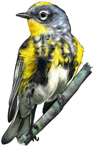 (s098-9-1S) Yellow Rumped Warbler