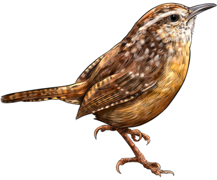 (s098-9-1T) Carolina Wren
