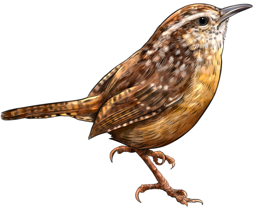 (s098-9-1T) Carolina Wren