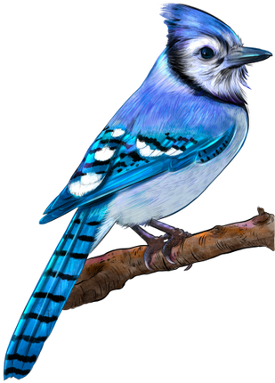 (s098-9-1U) Blue Jay