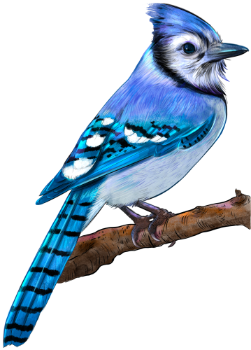 (s098-9-1U) Blue Jay