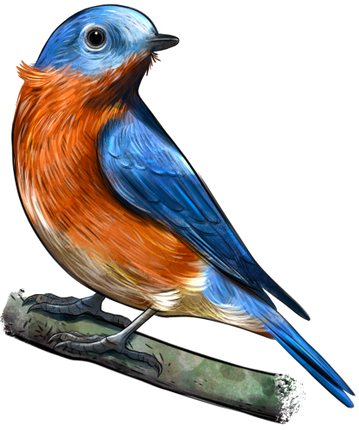 (s098-9-1V) Eastern Bluebird