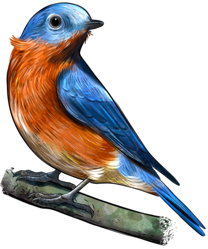 (s098-9-1V) Eastern Bluebird