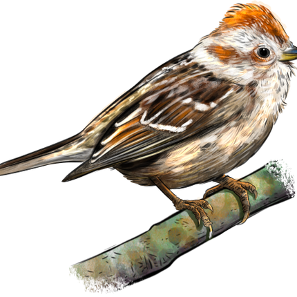 (s098-9-1W) Chipping Sparrow