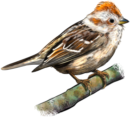 (s098-9-1W) Chipping Sparrow