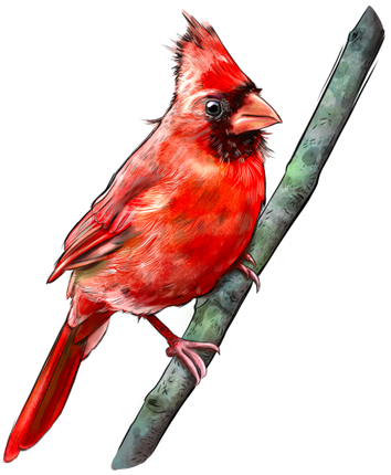 (s098-9-1X) Northern Cardinal