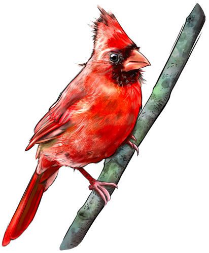 (s098-9-1X) Northern Cardinal