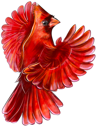 (s098-9-1Y) Northern Cardinal