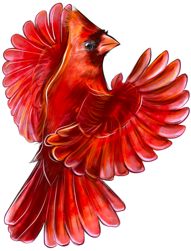 (s098-9-1Y) Northern Cardinal