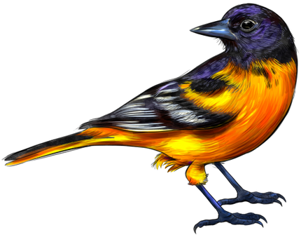 (s098-9-1Z) Baltimore Oriole