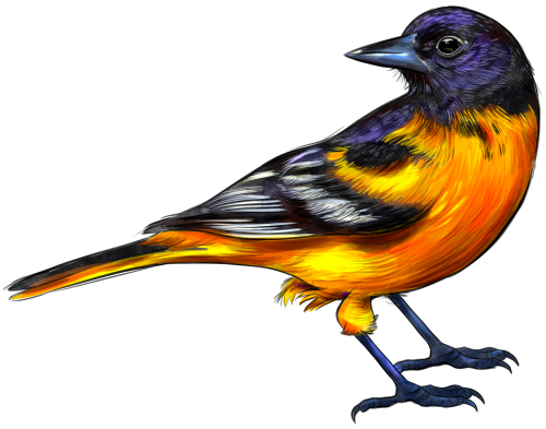 (s098-9-1Z) Baltimore Oriole
