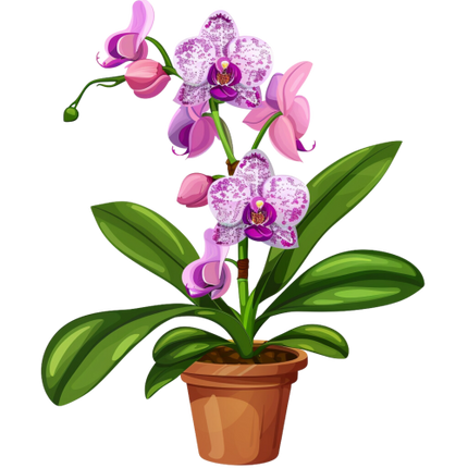(125-03) Potted Orchids