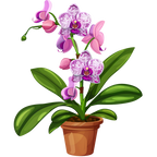 (125-03) Potted Orchids