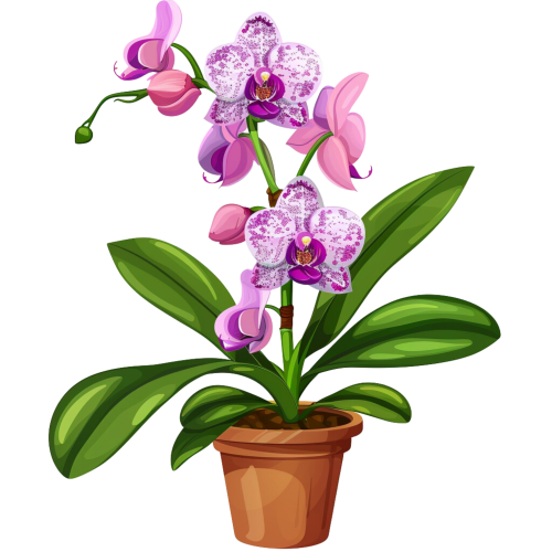 (125-03) Potted Orchids