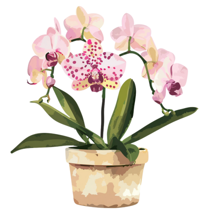 (125-03) Potted Orchids