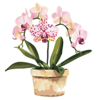 (125-03) Potted Orchids