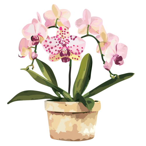 (125-03) Potted Orchids