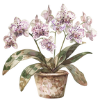 (125-03) Potted Orchids