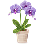 (125-03) Potted Orchids