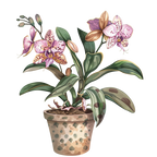 (125-03) Potted Orchids