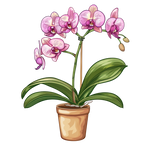 (125-03) Potted Orchids