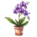 (125-03) Potted Orchids
