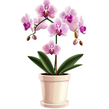 (125-03) Potted Orchids