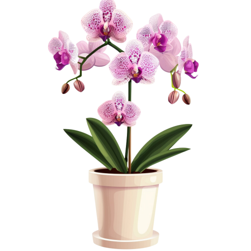 (125-03) Potted Orchids