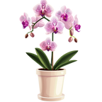(125-03) Potted Orchids