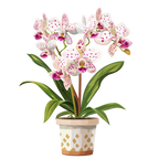 (125-03) Potted Orchids