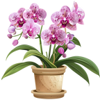 (125-03) Potted Orchids