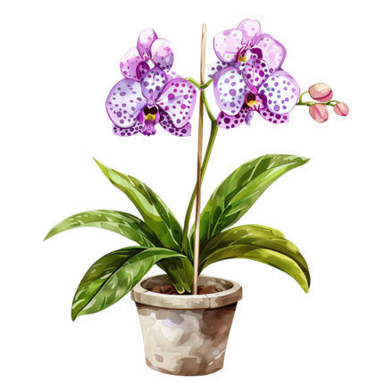 (125-03) Potted Orchids