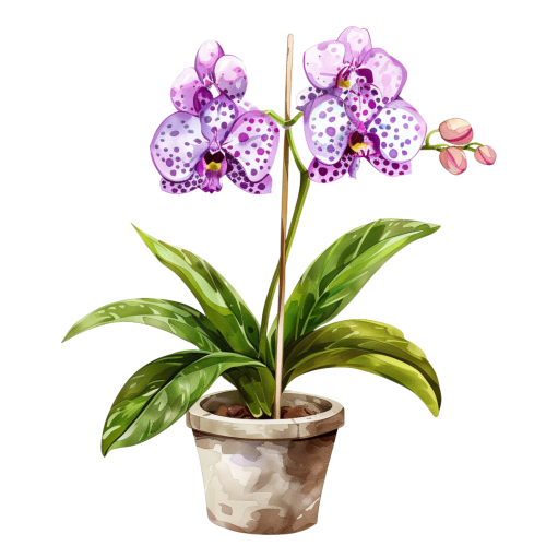(125-03) Potted Orchids