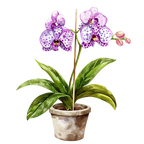 (125-03) Potted Orchids