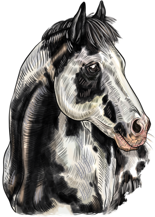 (s098-3-Q)  Watercolor Horse