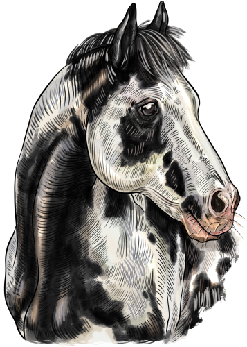 (s098-3-Q)  Watercolor Horse